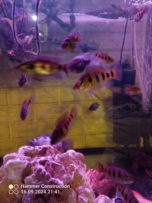 Hemichromis ellengatus pielęgnice