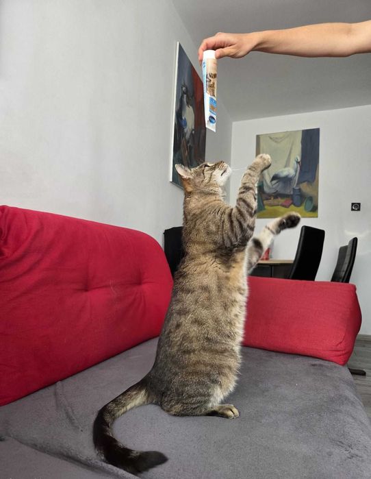 IGNAŚ - 6-letni kocur FIV+ kochany miziak do adopcji!