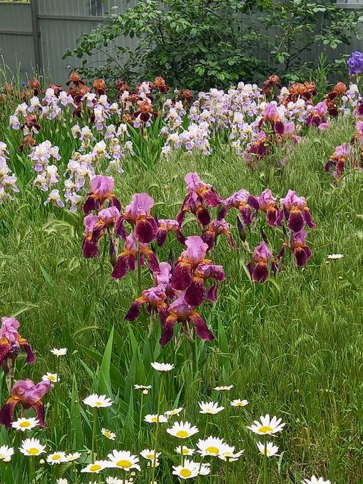 Ірис старі сорти квіти півники