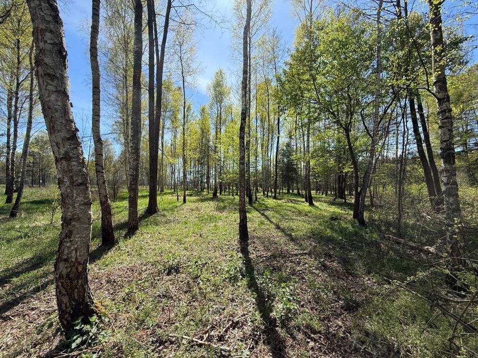 Rezydencja w lesie — działka budowlana w Rybnej | 1523 m² | gmina Mykanów - Widok 4
