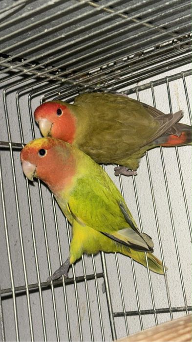 Casal agapornis longfather reprodutores 2025