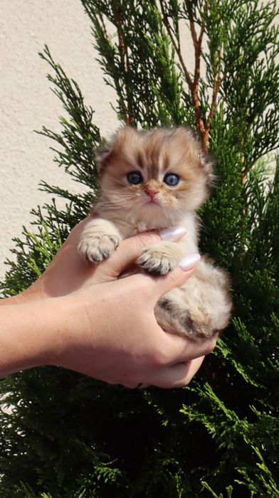 Шалена дівчинка Scottish fold