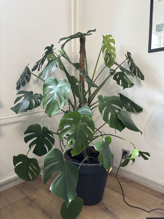 Monstera deliciosa duza