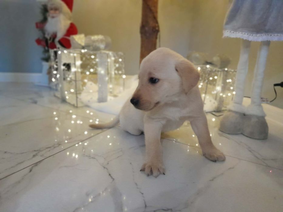 Labrador biszkoptowy szczeniaczek suczka