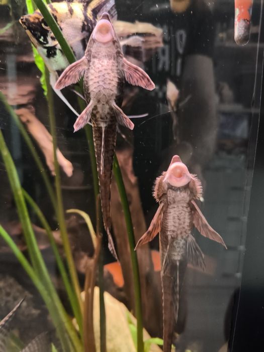 Sturisoma aureum dorosłe samce. WYSYŁKA