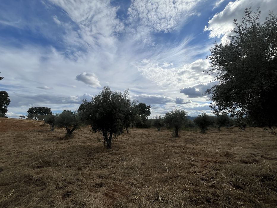 Terreno Rústico — Capinha, Fundão
