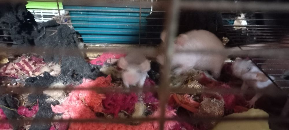 Крысята декоративные