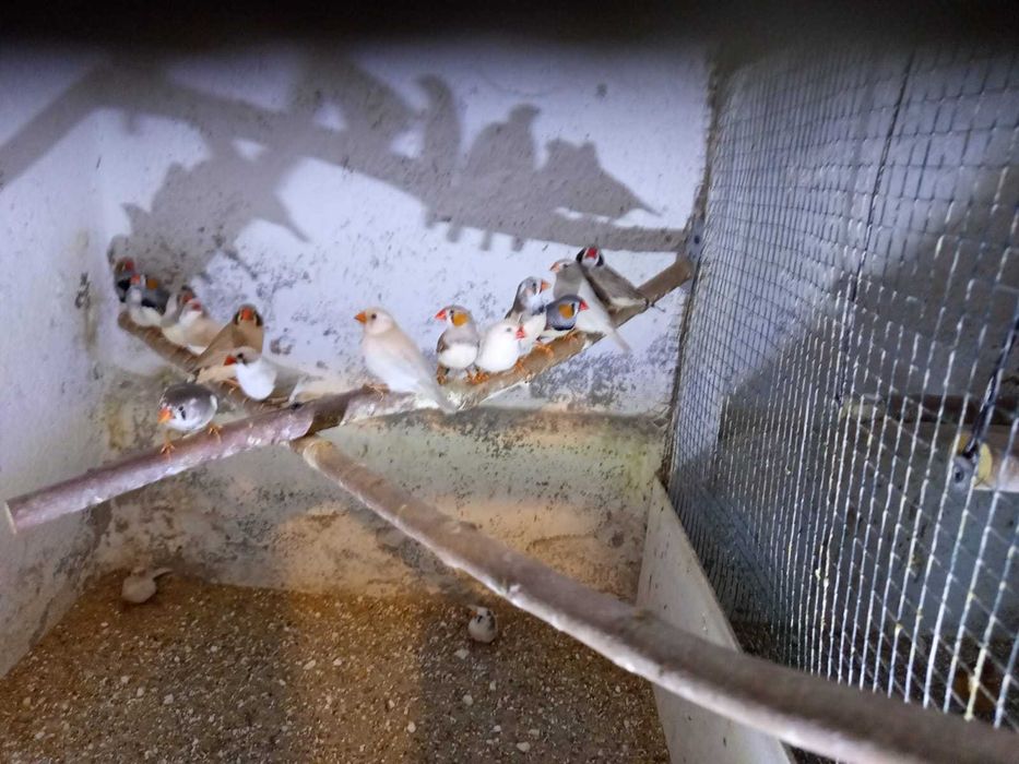 Sprzedam papugi zeberka