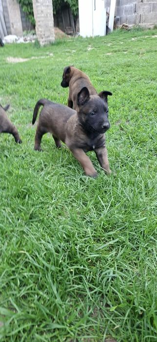 Owczarek Belgijski Malinois
