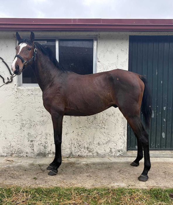 Poldro Lusitano (3 anos)