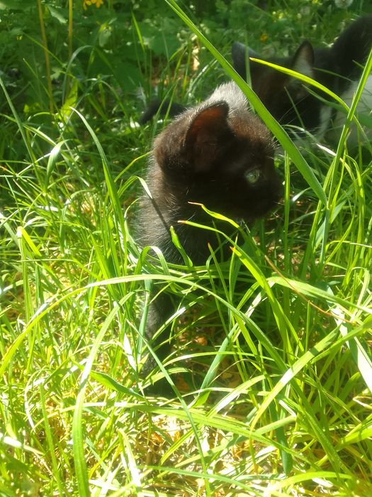 Отдам котика в хорошые руки