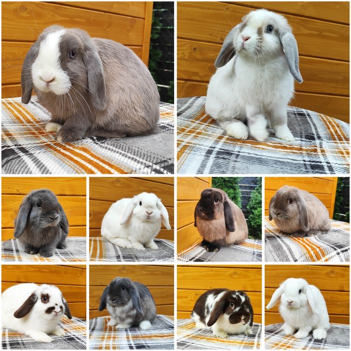 Mini lop rasowy metryka hodowla miniaturka baranek królik karzełek