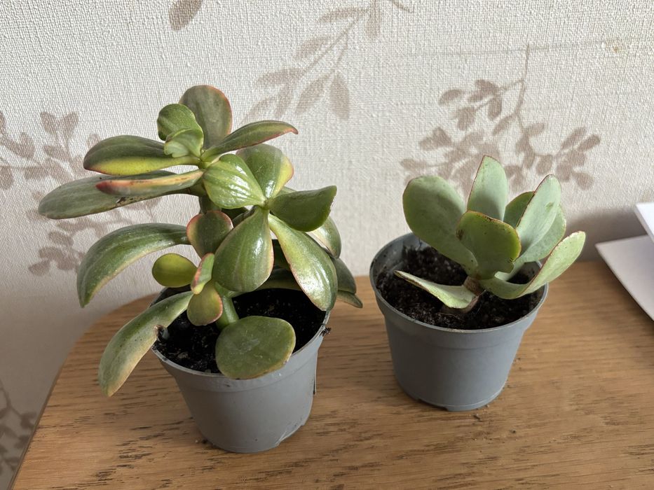 Crassula hummel ghost blue bird