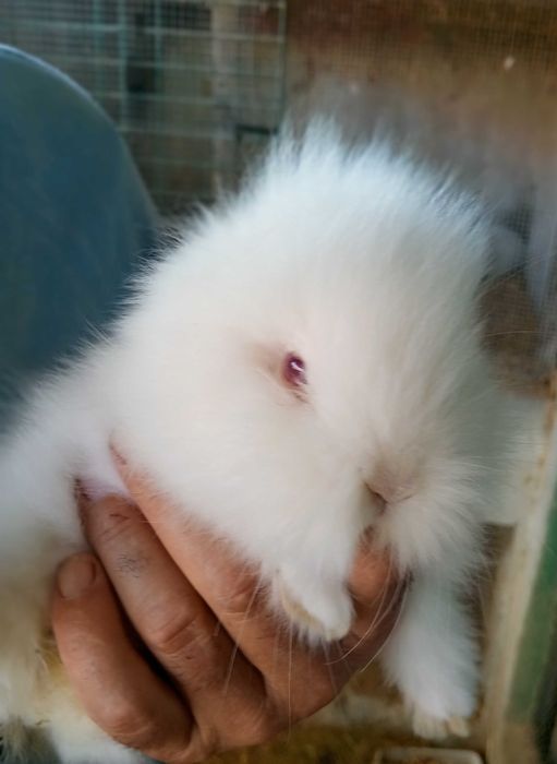 Coelhinhas Mini Lop