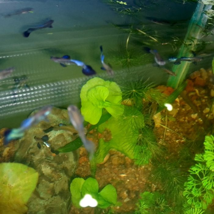 Gupiki Blu Dragon