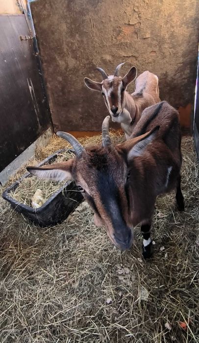 Sprzedam młode kozy