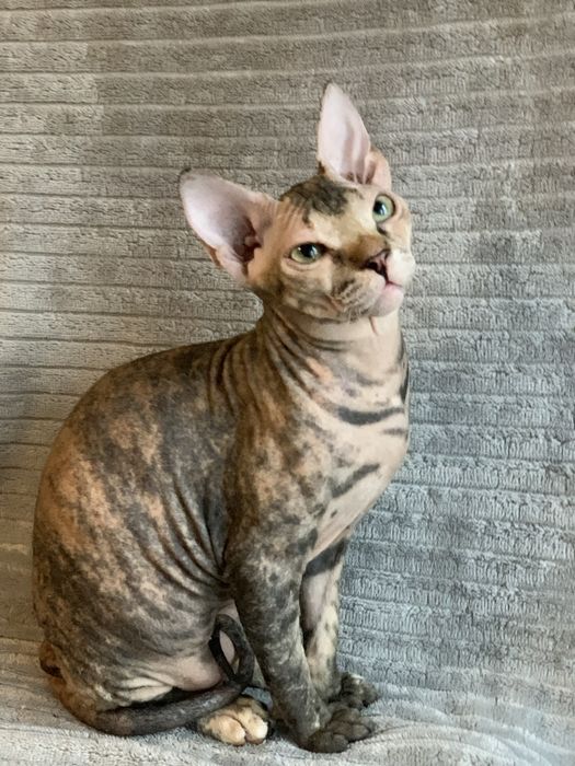 Девочки донского сфинкса