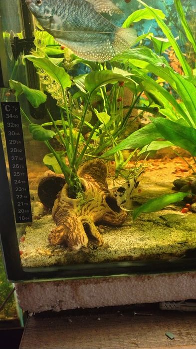 Anubisa Lotos Pistia Trawa Rogatek