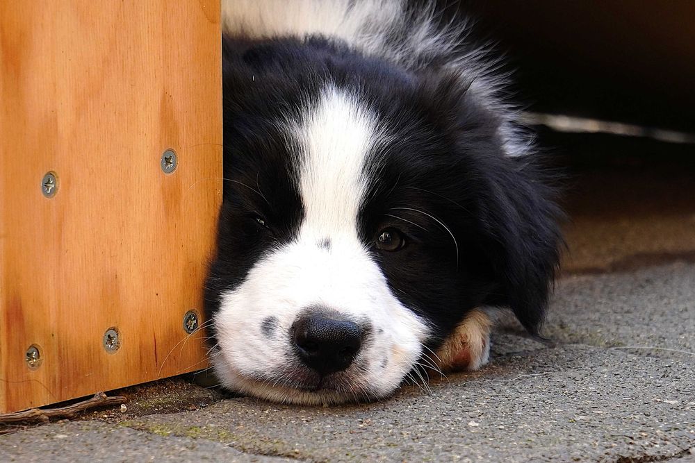 Border collie ZKwP/fci - szczeniak gotowy do zmiany domu