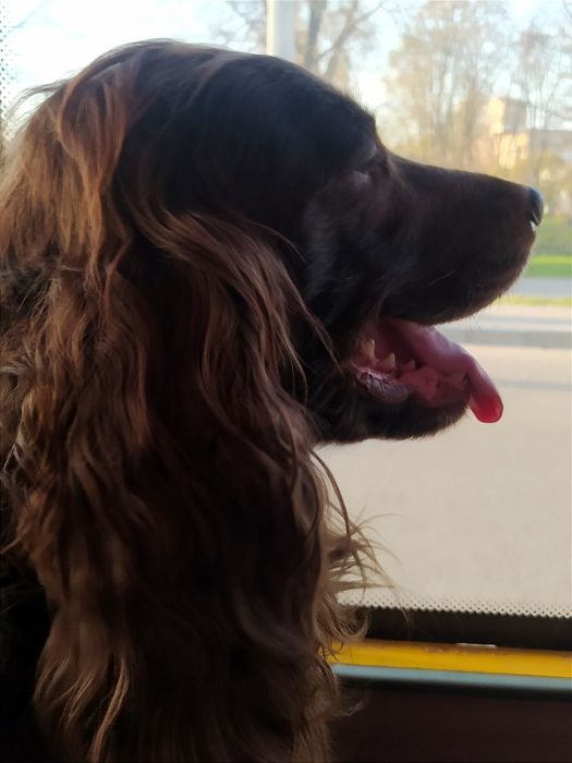 Вязка англійський кокер спанієль рідкісного окрасу