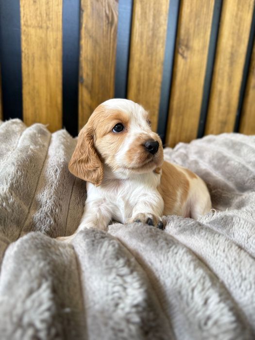 Cocker Spaniel Angielski