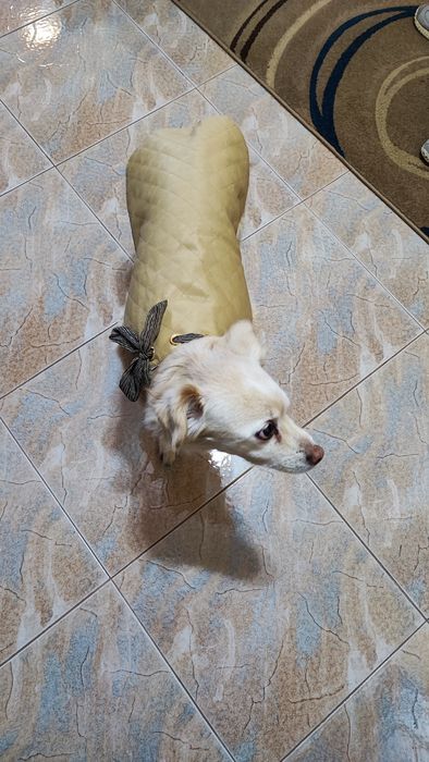 Capa para cão porte pequeno (até 10/11kg) - nova