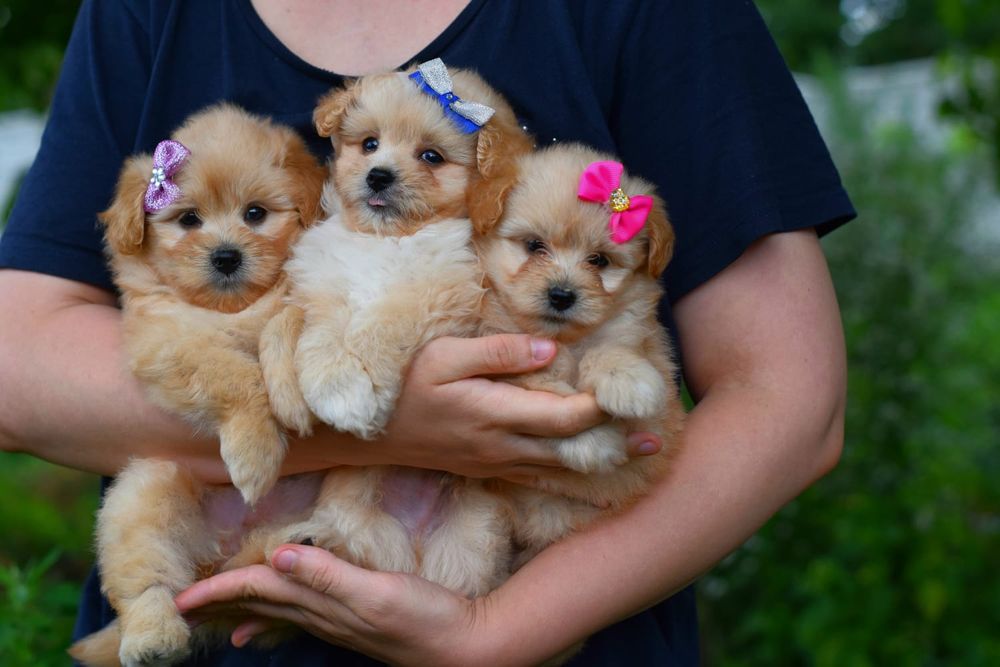 Малята дівчатка Мальтіпу