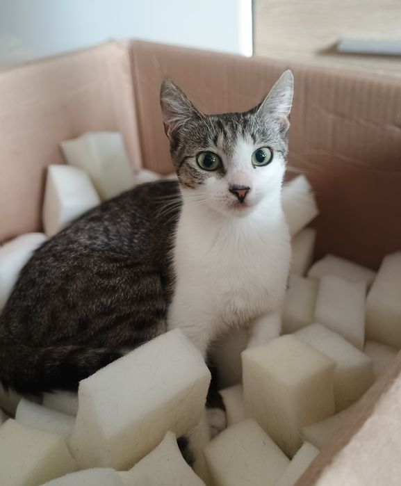 Malutka roczna kotka szuka domu