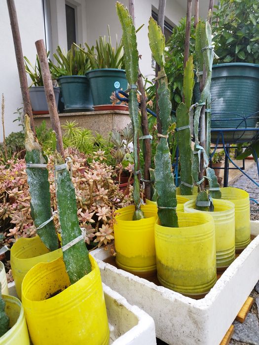 Pitaya popa branca para plantar