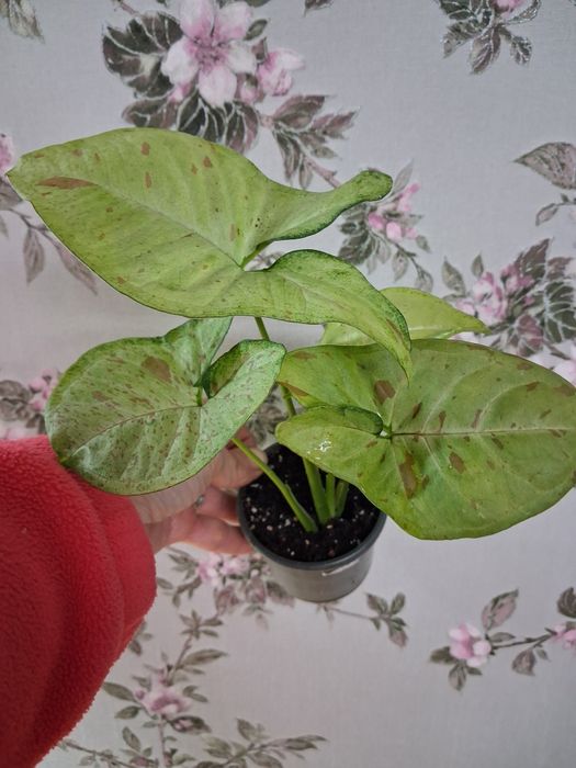 Кімнатні рослини калла,хавортія,сингоніум