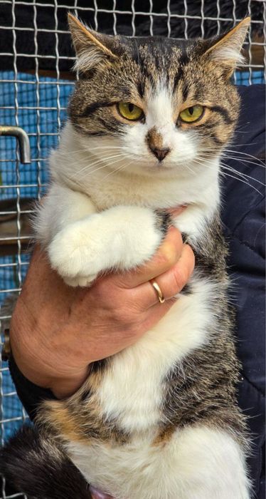 Молоді котики в добрі руки