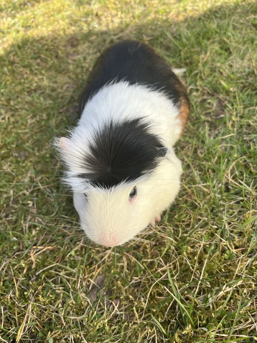Na sprzedaż dwie świnki rasy American Crested