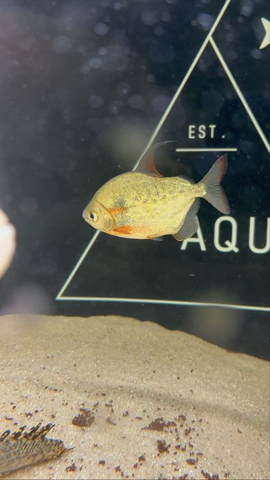 Varios peixes jumbos