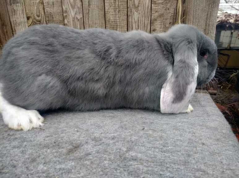 Кролики французького барана.