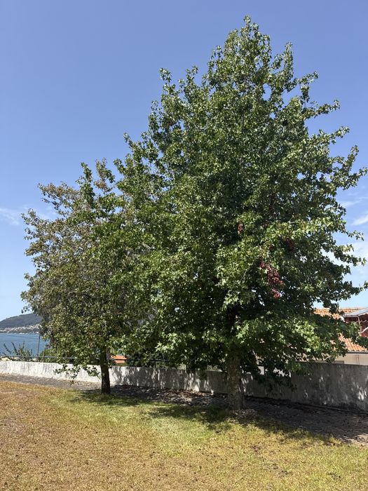 3 Liquidâmbares adultos para transplante – Seixas (Caminha)