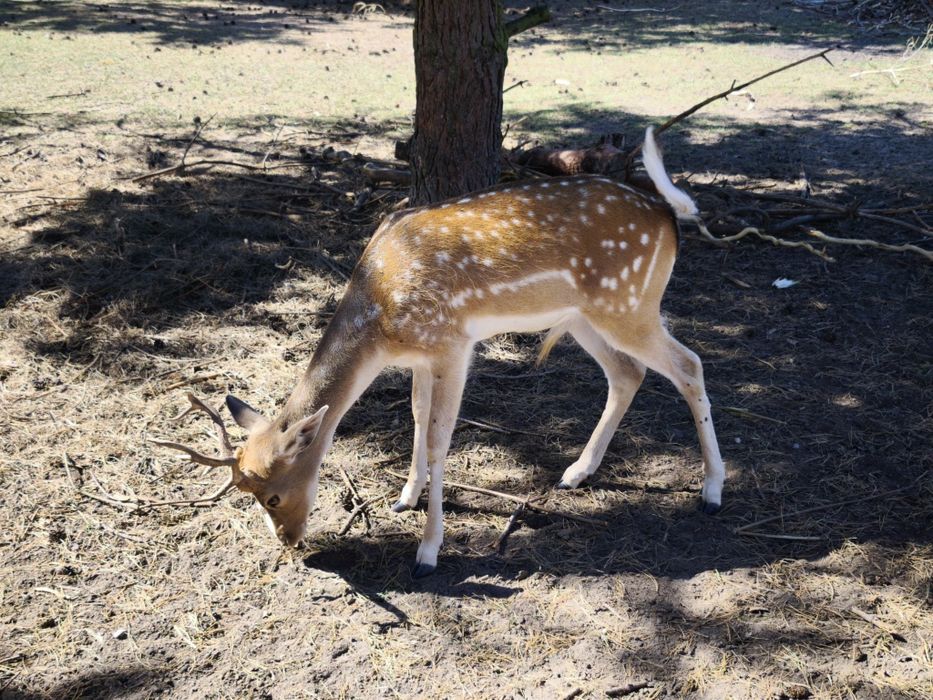 DANIELE na sprzedaż