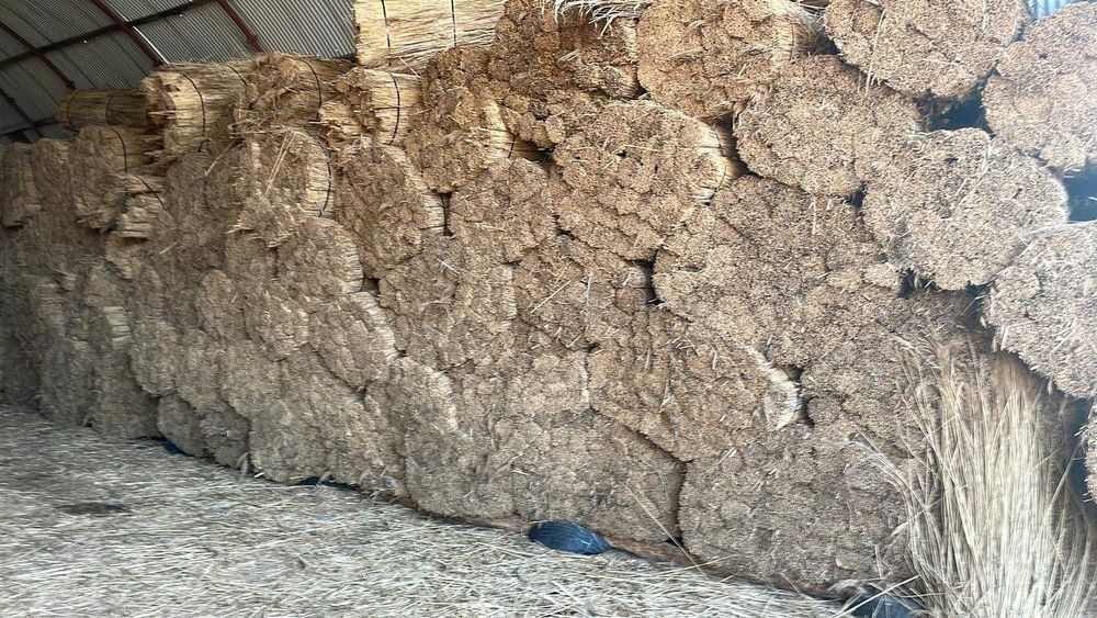 Trzcina, trzcina na dachy, transport w cenie !