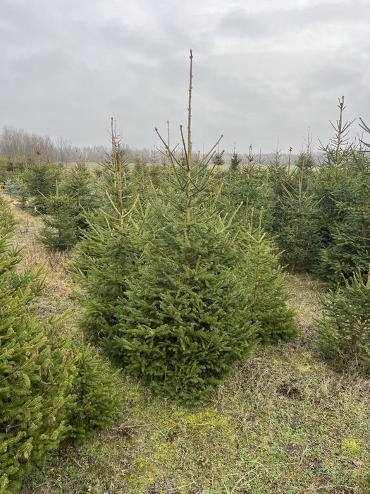 świerk pospolity hurt/detal