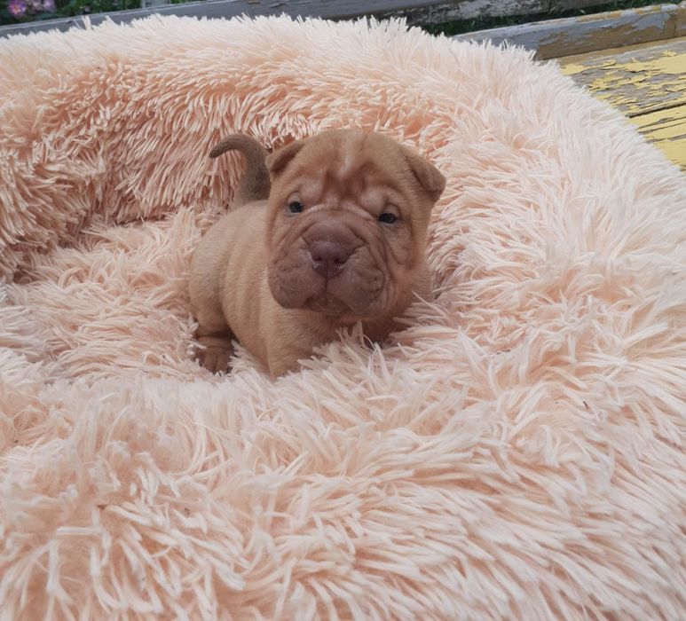 Питомник предлогает шикарных щенков шарпея