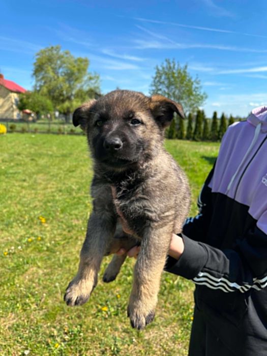 Szczeniak owczarka niemieckiego krótkowłosego