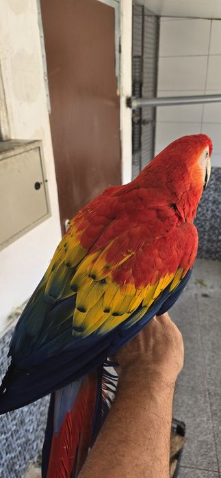 Araras lindissimas