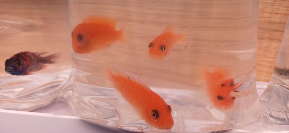 Pyszczaki Maylandia estherae red red
