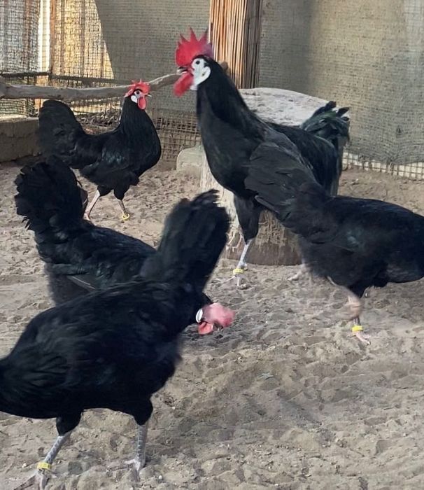 Інкубаційне яйце.Іспанські білолиці кури .