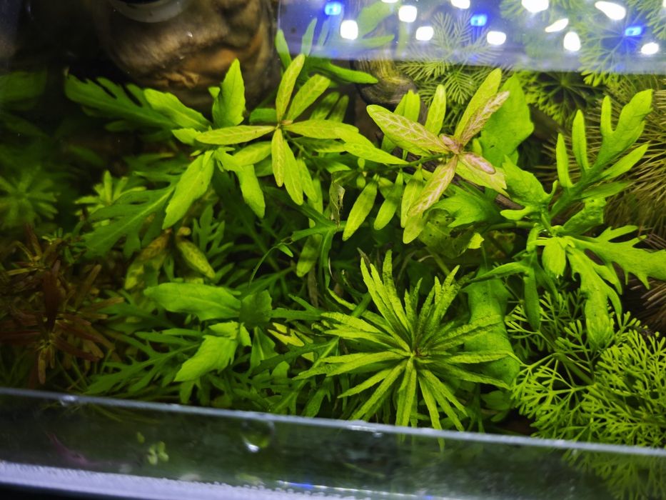 Plantas para aquário