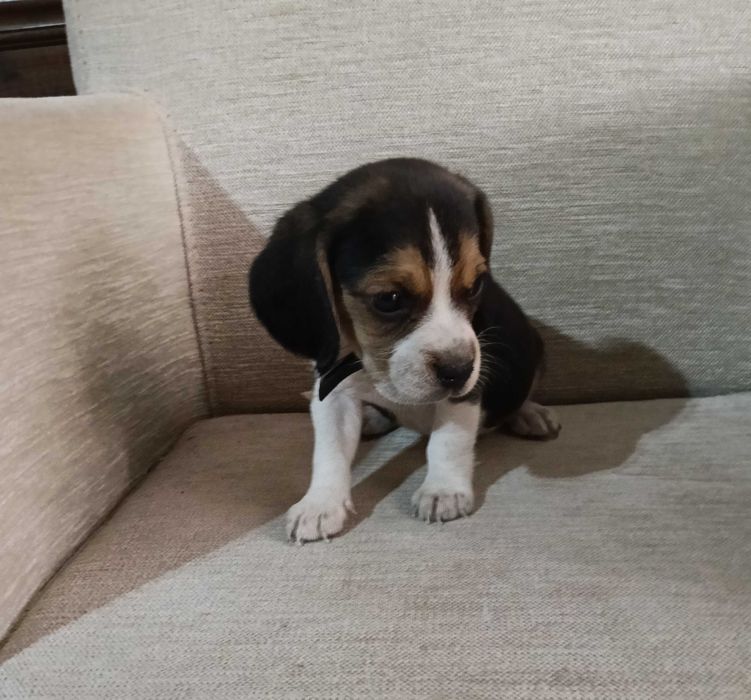 Beagle poket ( pequeno ) macho