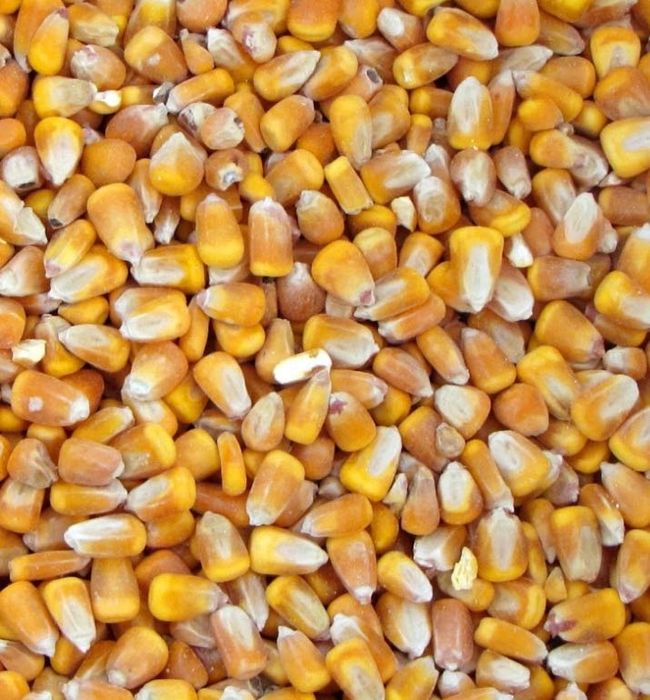 Wysuszona kukurydza paszowa ze zbioru 2025, polskie gospodarstwo rolne