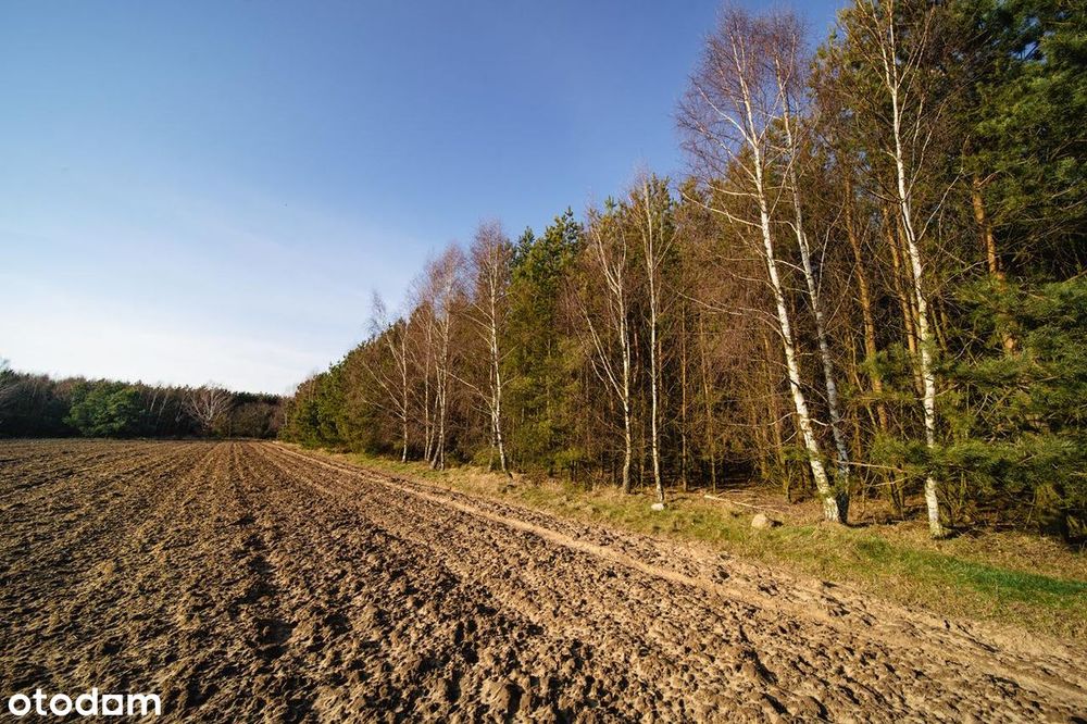 Nowe działki przy lesie 12 min od centrum Słupska