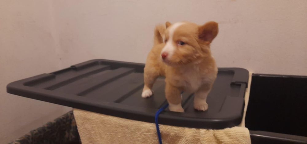 Slayer- cachorra bebé para adoção