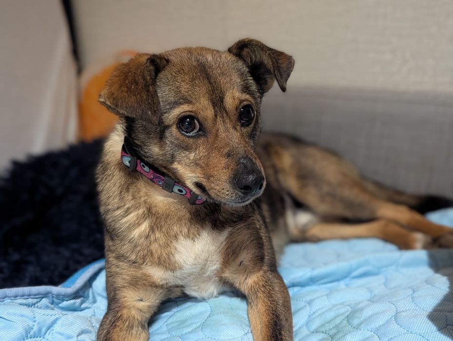 Jogi  porzucony przerażony Szuka pilnie domu tymczasowego lub stałego