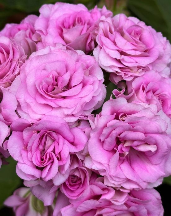 Pelargonia kolekcjonerska sadzonki